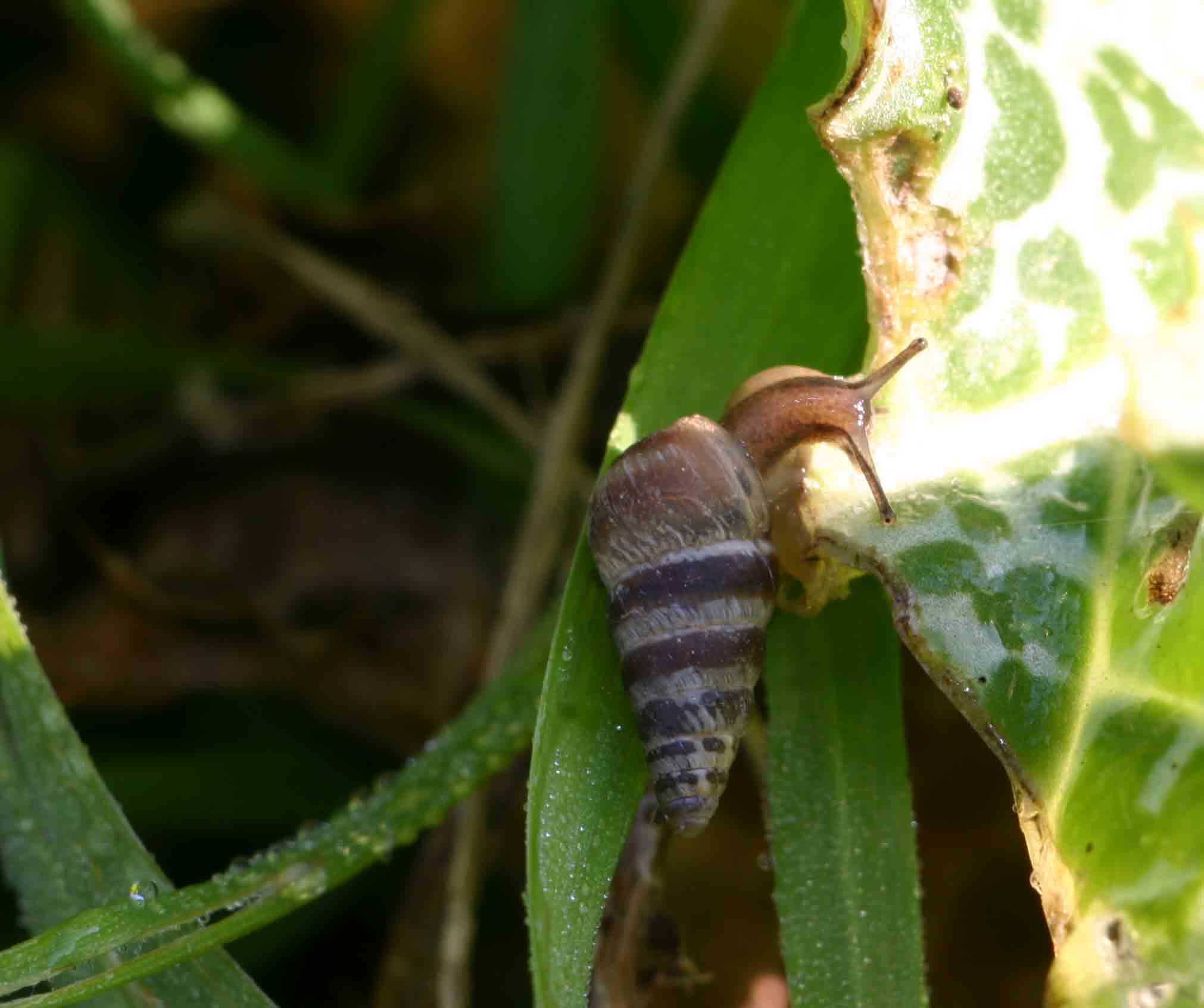 Cochlicella barbara (Linnaeus, 1758)